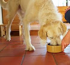 Check spelling or type a new query. Choosing The Best Dog Food Petsmart Food Center