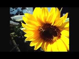 Bunga matahari atau helianthus annuus yang berwarna kuning cerah tentu menambah keindahan taman atau kebun anda. Proses Bunga Matahari Mekar Sempurna Youtube