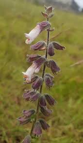 Image result for Syncolostemon elliottii