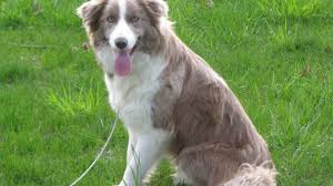 Contact point border collies are bred for excellent temperament, good health, drive, bidability, and natural working talent. Red Fox Labrador Lilac Border Collie Agouti Husky Rare Versions Of Common Dog Breeds The Dog People By Rover Com