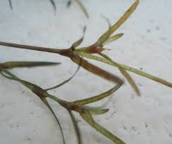 Image result for Najadaceae