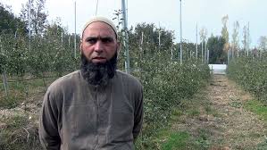 A washington state study into designing high density orchard trellises has some useful messages and handy online tool for australian growers. Growing Global Apple Kashmir Life
