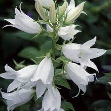 File:campanula latifolia (white selection) 1.jpg. Campanula Latifolia Alba Seeds Plant World Seeds