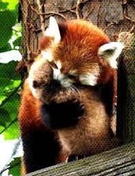 Babyred Redred Panda Their Love Baby Red Panda Red Panda Love Their Baby Red Panda Love Their Baby Panda Red Panda L Cute Animals Baby Animals Animals
