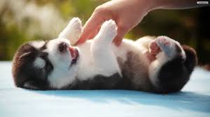 Husky Puppy 1920x1080 Wallpaper Teahub Io
