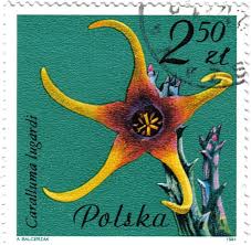 Image result for Orbea lugardii