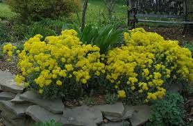 Image result for Aurinia