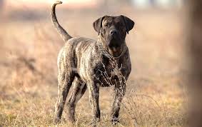 We did not find results for: Presa Canario Information Dog Breed Atlas