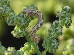 Image result for Pelurga comitata