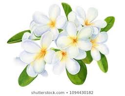 Summer Tropical Flowers Plumeria On Isolated White Background Watercolor Illustration Hand Drawing Watercolor Illustration Digital Flowers Flower Painting
