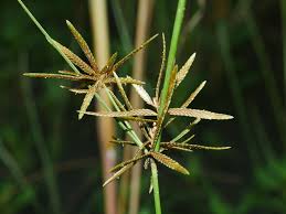 Image result for Pycreus flavidus