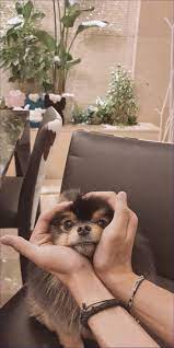  Yeontan Wallpaper Anak Anjing Binatang Anjing