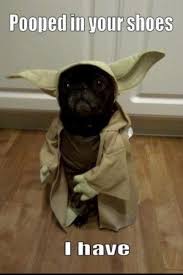 May The Bark Be With You Star Wars Yoda Cute Dog Funny Dog Halloween Funny Animal Pictures Funny Animals
