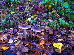 Why I Microdose Mushrooms For Depression And Adhd Potent