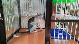 Mimpi kucing mimpi kumpulan arti mimpi tentang kucing terlengkap makna ramalan baik dan buruk. Pengalaman Menitipkan Kucing Jalanan Sakit Ke Rumah Singgah Clow Nursaidr