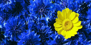 Maybe you would like to learn more about one of these? Babies With Down Syndrome Are Like A Yellow Flower In Blue Bouquets The Mighty
