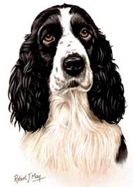 Black And White Springer Spaniel Cartoon Large English Springer Spaniel Head Black Springer Spaniel English Springer Spaniel Spaniel Art