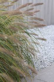 siergrassen lampenpoetsersgras tuinarchitect grassen
