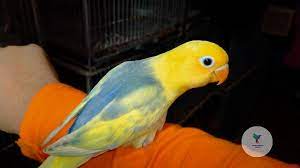 Untuk harga, lovebird parblue dibanderol sekitar rp 10 juta. Df Violet Pied Sable Parblue No Birds Garden Aviary Facebook