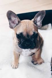 5 facts uber die franzosische bulldogge mocca the pawsome tyroleans franzosische bulldogge bulldogge franzosische bulldoggenwelpen
