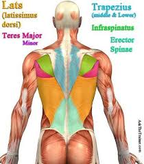 The back muscles are anatomically layered into superficial (extrinsic) and deep (intrinsic) muscles. Check Out The Following Articles For Key Information Tips And Simple Yet Effective Exercises For Good Back Workouts Back Muscle Exercises Back Workout Women