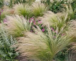 Schöne ziergräser für den garten. Federgras Pflanzen Und Pflegen Mein Schoner Garten