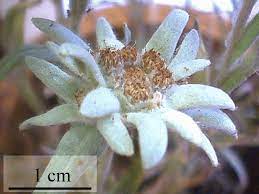 Maybe you would like to learn more about one of these? Color Online Leontopodium Nivale Edelweiss Are Herbaceous Plants Download Scientific Diagram