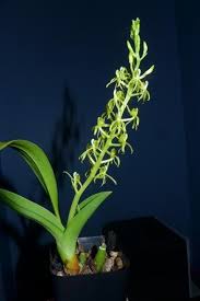 Image result for Liparis bowkeri