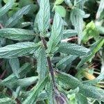 Image result for Sesamum angolense