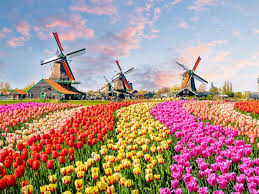 Buat kamu yang tinggal di makassar, pasti sudah tidak asing dengan dataran tinggi malino atau malino highlands. Keukenhof Taman Bunga Tulip Terbesar Di Belanda Indozone Id
