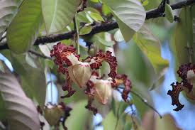 Image result for Monodora grandidieri