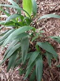 Image result for Curculigo latifolia