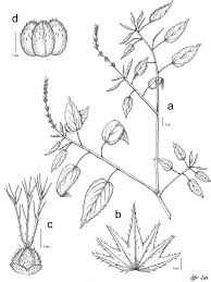 Image result for Acalypha brachystachya