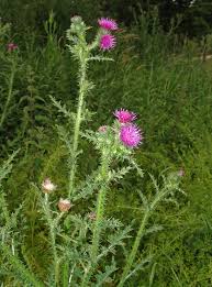 Image result for Criscianthus