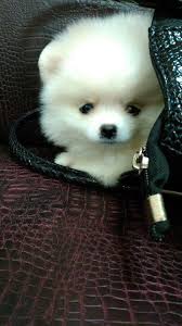 Mini Pomeranian Pups Australia Home Facebook