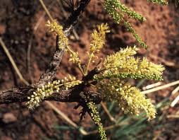 Image result for Amblygonocarpus