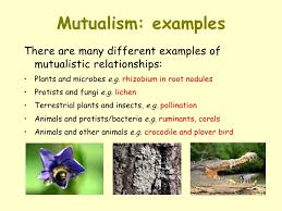 Ecosystem Symbiosis Relationships Lessons Tes Teach