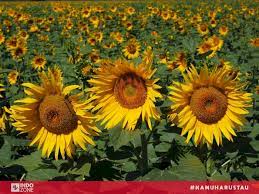 Tanaman bunga matahari atau dengan nama latin helianthus annuus l, merupakan salah satu jenis bunga yang mekar secara musiman, biasanya satu tahun sekali. Bunga Matahari Dari Bahan Pangan Hingga Bunga Nasional Indozone Id