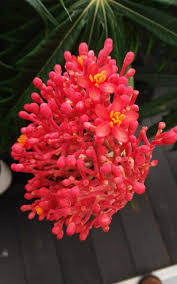 Image result for Jatropha