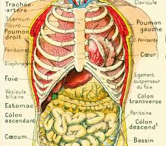 1912 Anatomy Human Body Internal Organs Intestine Liver Kidnet Etsy Medical Anatomy Anatomy Human Anatomy Art