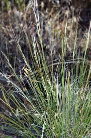 Image result for Aristida diffusa