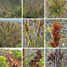 Image result for Asterochaete angustissima