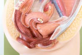 Ssw sind die großen inneren organe auch wenn auf einem ultraschallbild in der 7. Schwangerschaftsdrittel Schwangerschaft Schwangerschaft Geburt Frauenarzte Im Netz Ihr Portal Fur Frauengesundheit Und Frauenheilkunde