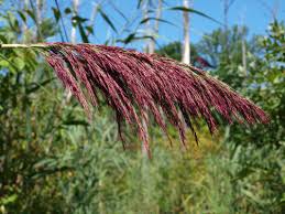 Image result for Panicum phragmitoides