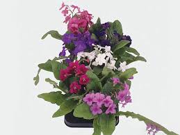 Image result for Streptocarpus leptopus