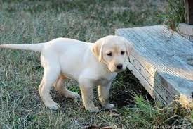 We are very selective in breeding our females to make sure that our puppies are the. Akc Lab Puppies Price 200 00 For Sale In Corpus Christi Texas Best Pets Online