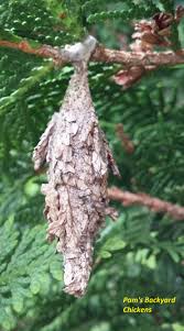 But if you can harness the power of creatures that feed on bagworms, you. How To Get Rid Of Bagworms Countryside