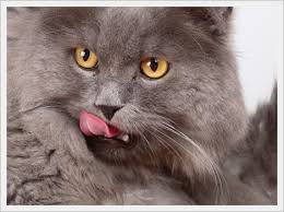 Anyone who shares their home with british shorthair cats will tell you that they are not good for the soul and there isn't any legitimate scientific proof that. British Shorthair Diet Www Prestilimp Com Br