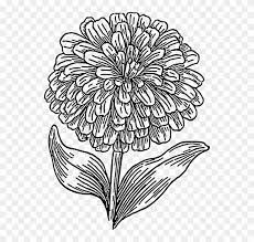 Color in this picture of a marigold, otherwise known as tagetes, and others with our library of online coloring pages. Free Image On Pixabay Biology Plant Flower Marigold Flower Coloring Pages Clipart 820967 Pikpng