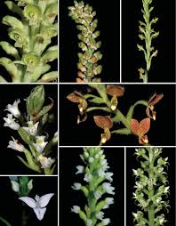 Image result for Platylepis glandulosa